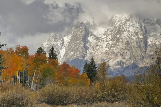 Fall color with snow on Grand Tetons
