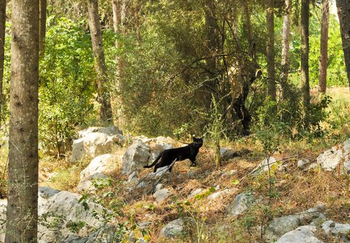 The black cat goes to wood on hunting