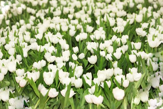 Tulip field with white tulips