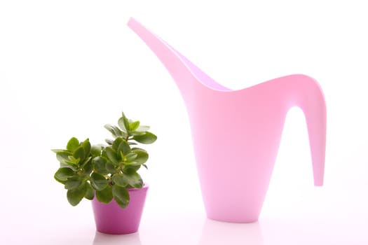 photo of a green plant in pink pot with ewer