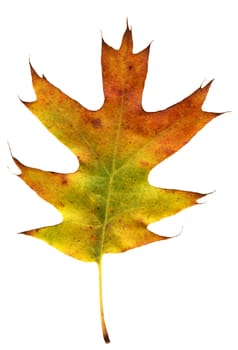 isolated autumnally colored oak leaf on white background