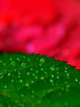 dew drops on a roses leaf