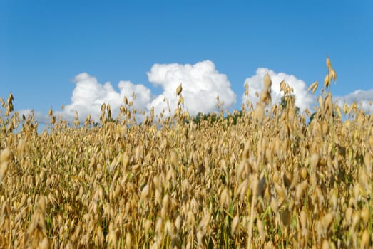 Oat field against blue sky and some clouds
