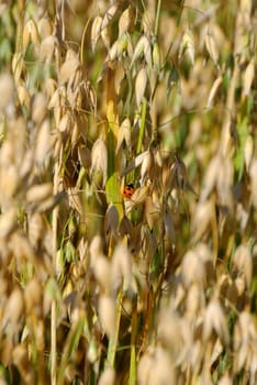 Small ladybird sitting on oat straws
