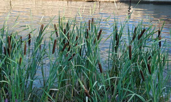 Ripe bulrush plants growing on a river bank
