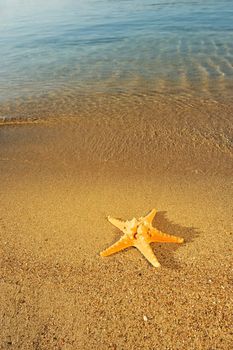Large starfish on golden sandy beach