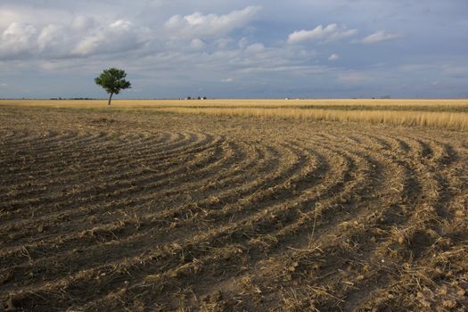 a field plowed after wheat harvest with circular pattern of furrows and a lonely tree, northern Colorado