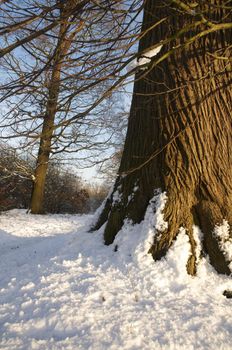 An oak tree in winter with snow on the trunk 