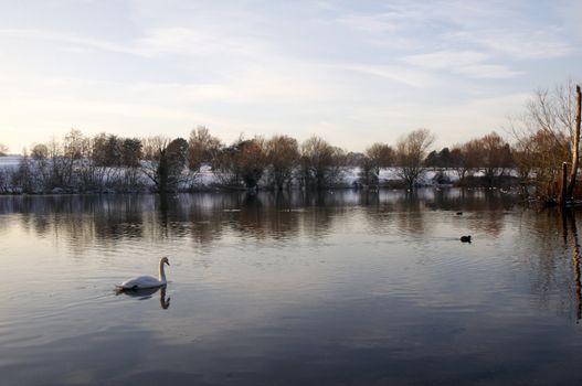 A swan swimming on a lake in winter