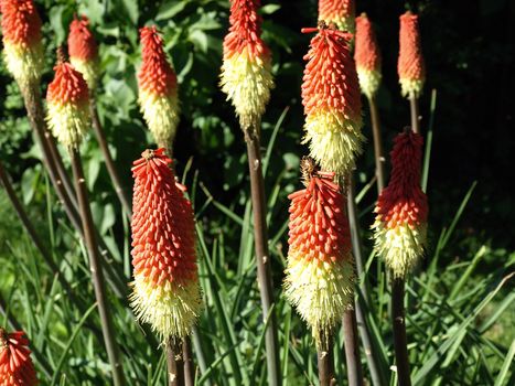 A group of torch lillies in the garden in the sun