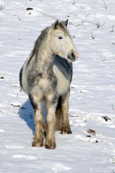 A horse in a filed covered in snow