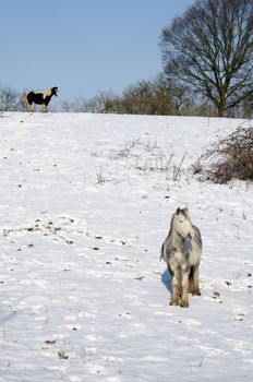 A horse in a field of snow