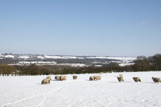 A flock of sheep in field of snow in winter