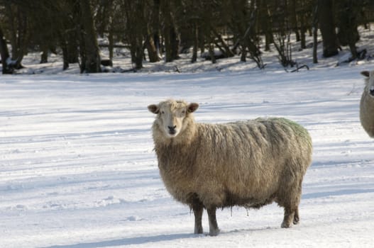 A sheep in field of snow in winter