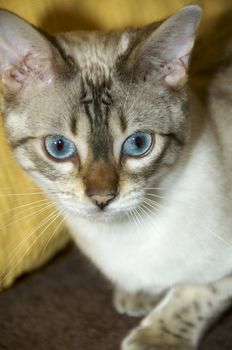 A bengal cat with a yellow background