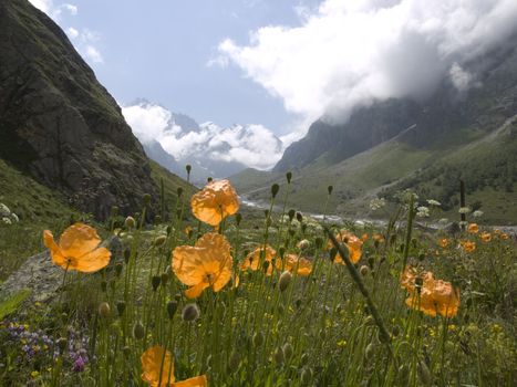 Mountains and flowers. Caucasus. Kabardino-Balkariya. Bezengi.