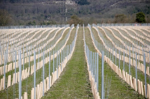 Rows of newly planted grape vines in Kent