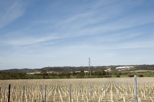 Rows of newly planted grape vines in Kent