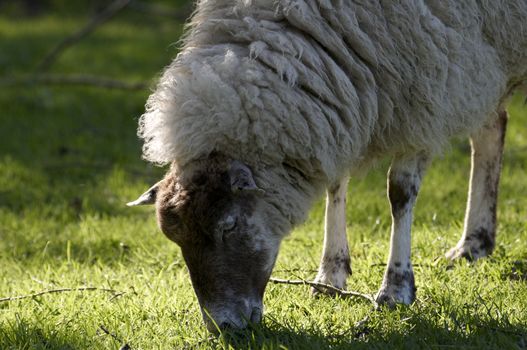 A sheep in a field in the sunshine