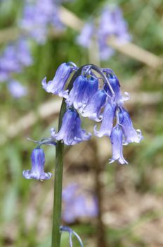 Detail of English Bluebells in the woods