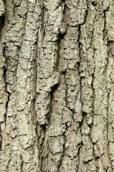 Detail of tree bark ,good for backgrounds