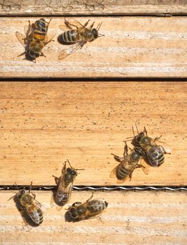 A photography of beautiful little bees in early spring time