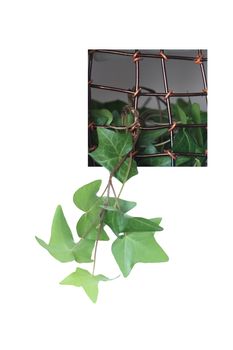 Green home plant growing through a window with metal grating. Isolated on white with clipping path