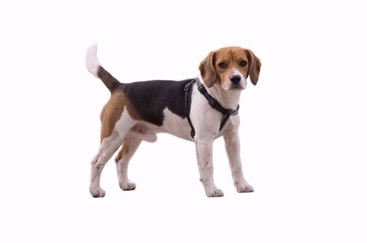 lovely and cute small beagle dog, isolated on white