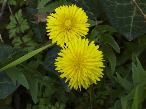 Group of blooming yellow blowballs