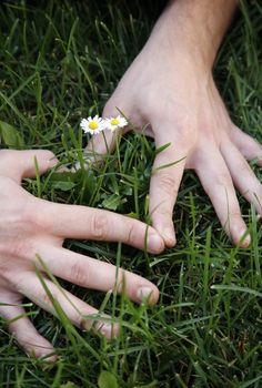 Hands of the man as heart, in the middle two small daisies