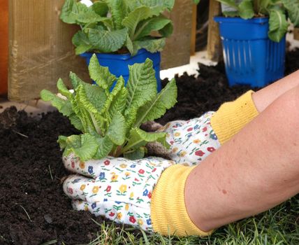 Planting flowers in a prepared flower bed.