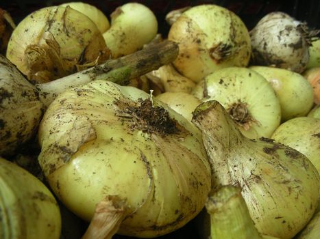 Onion and Garlic on a dark background          