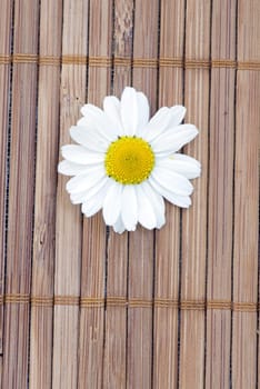 white chamomile with some petals. Spa background