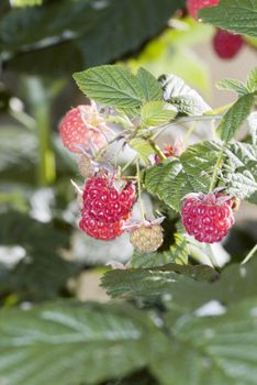 ripe raspberries on a plant