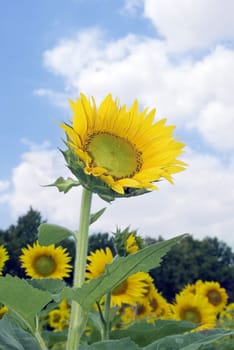 amazing sunflower and blue sky background