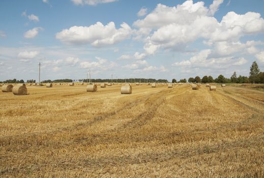 Hay bales standing ready to be collected. Lithuania 