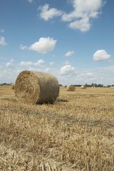 Haycocks on the wheat field in last august day