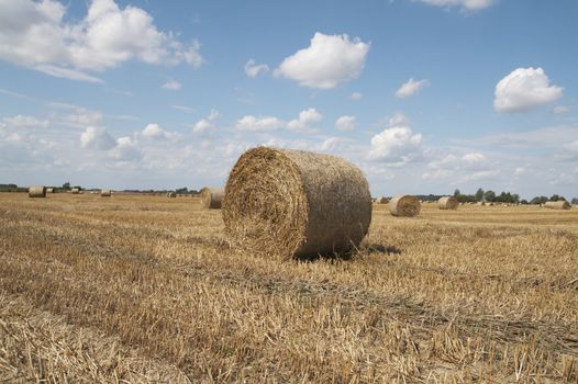 Haycocks on the wheat field in last august day