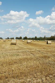 Hay bales standing ready to be collected. Lithuania 
