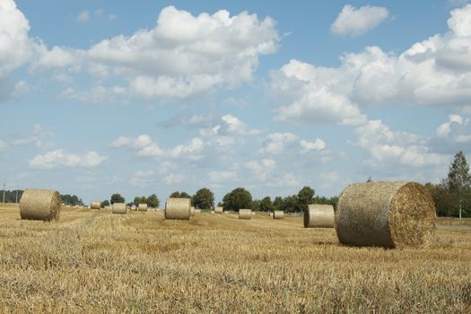 Haycocks on the wheat field in last august day