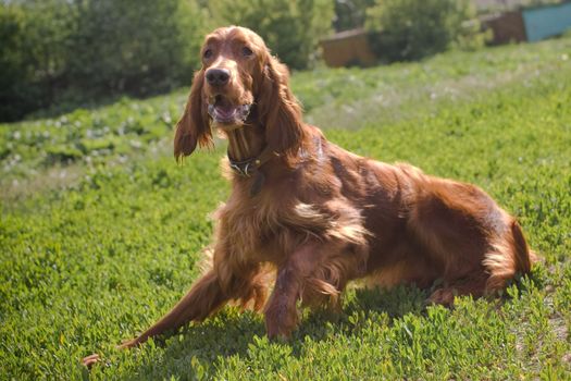 young irish setter on green field look at its master 
