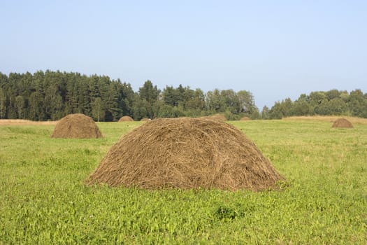 haystacks for hay meadow, against the backdrop of blue sky