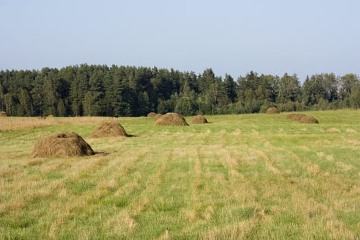 haystacks for hay meadow, against the backdrop of blue sky