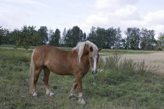 horse