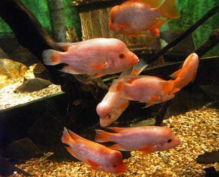 Pink Fish swimming around in a tank.