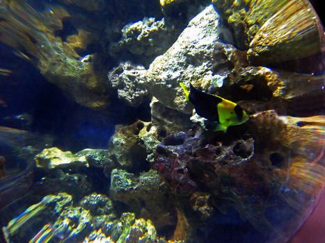 Looking at a fish through curved glass.