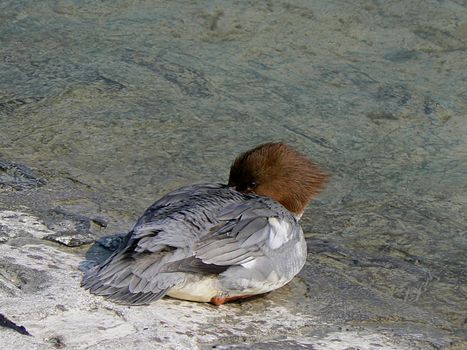 A duck which sleeps at the water's edge
