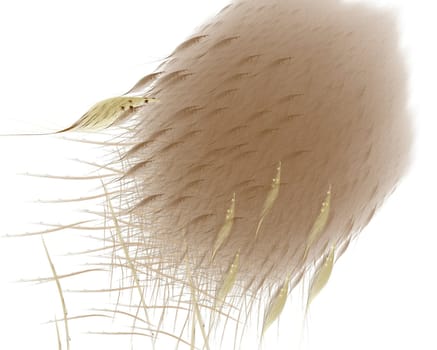 Abstract grouped brown feathers on a white background