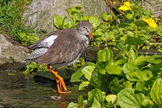An adult Redshank in a stream in Norfolk, England.