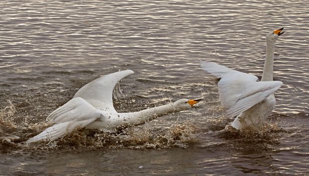 A male Whooper Swan chasing another away.
